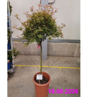 Acer palm. 'Shaina' C 12 L